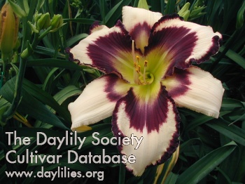 Daylily Inscribed on My Heart